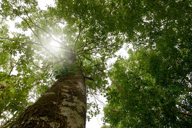 Look up tree with sunlay in forest