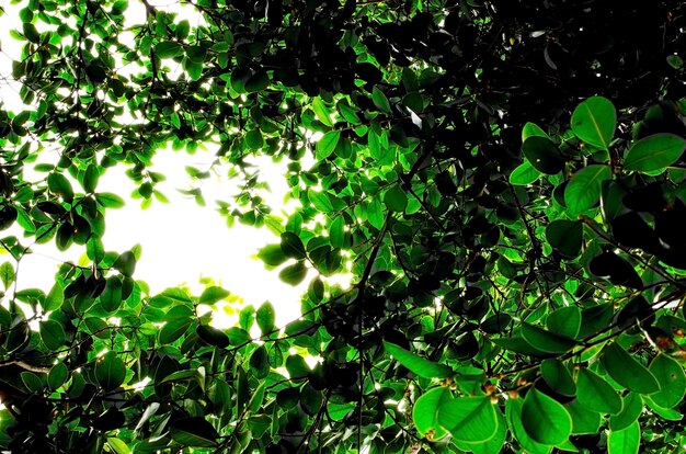 Look up view, Green tree ,isolated on white background 