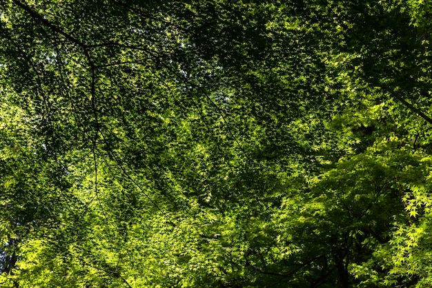 Look up view of a very green forest, Japanese maple in spring.