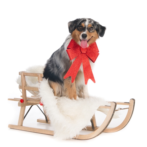 Looking Australian Shepherd dog with Christmas bow on a wooden sleigh