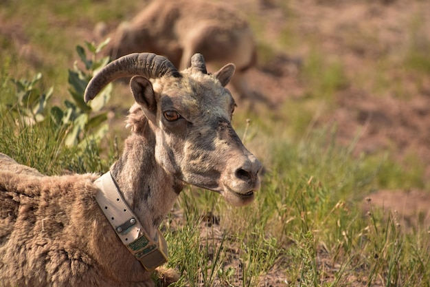 Photo looking directly into the face of a bighorn sheep
