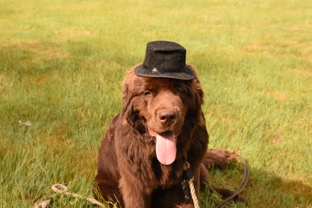 Looking Down into the Face of a Brown Newfie with a Hat