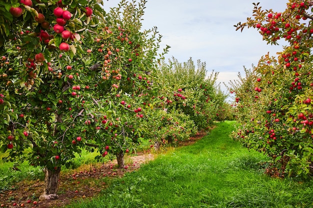 Фото Глядя вниз ряды яблонь в садовой ферме