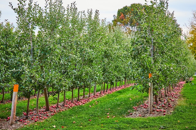 Looking down rows of young apple trees in orchard