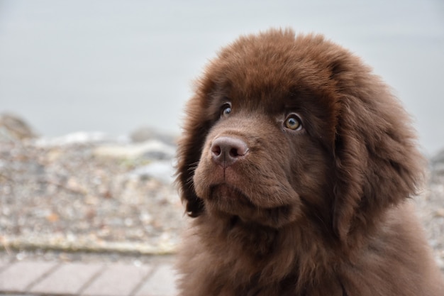 愛らしい茶色のニューファンドランドの子犬の顔をのぞき込む