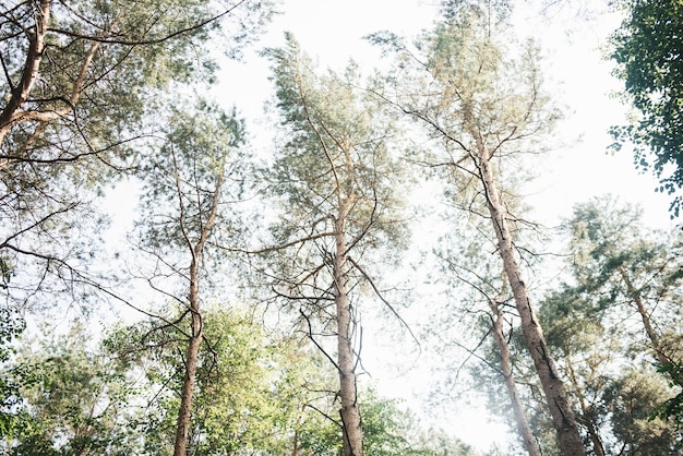 Looking at the sky in the forest Pine forest