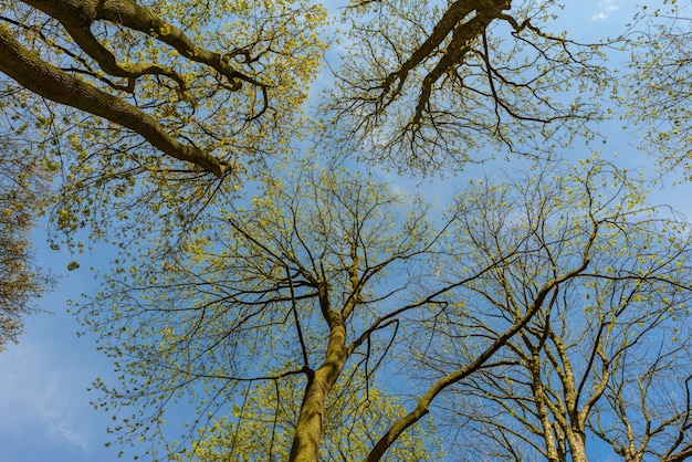 Looking in the sky through tree tops in spring, stribro