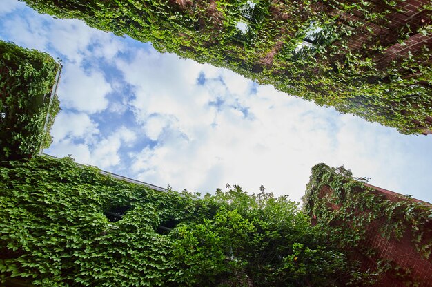 Looking up in alley at sky at abandoned brick buildings fully covered in green vines and ivy