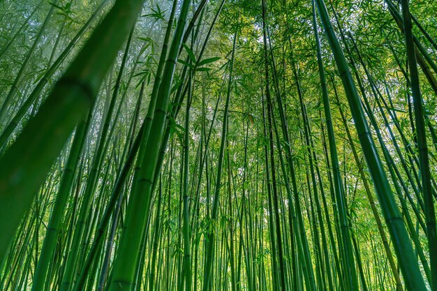 Photo looking up at bamboo forest bamboo forest with morning sunlight beautiful green natural background nature and background concept selective focus