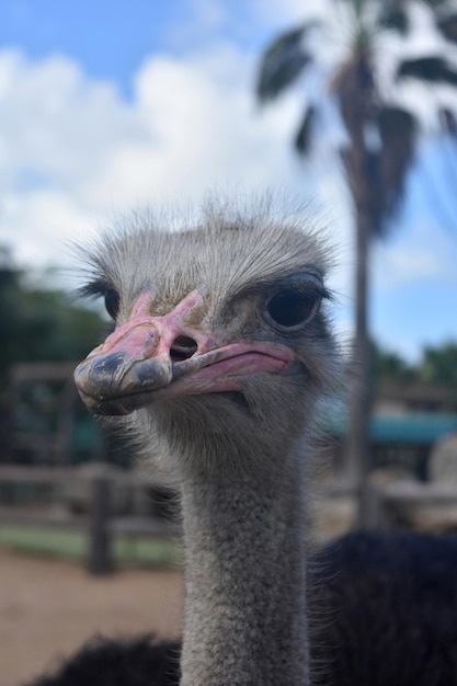 Looking up the beak into the face of an ostrich.