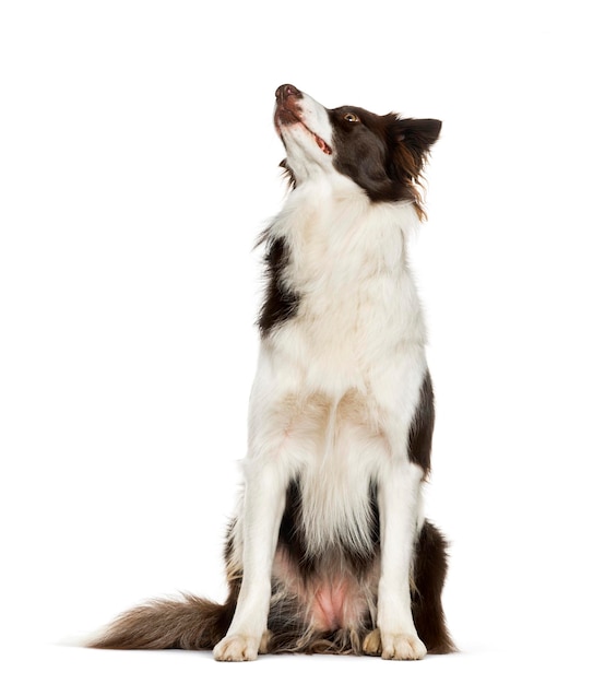 Looking up Border Collie sitting against white background