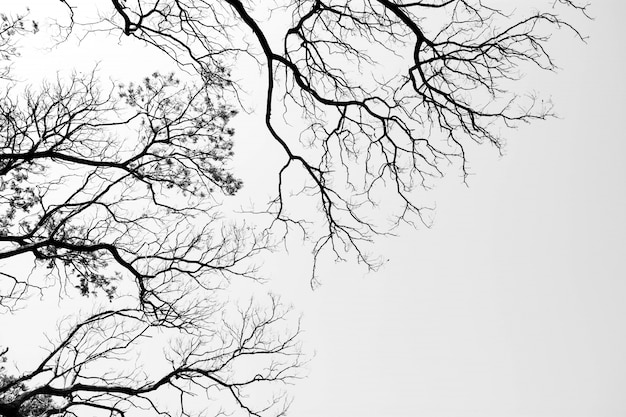 フォレスト-木の枝自然抽象-モノクロで見上げる