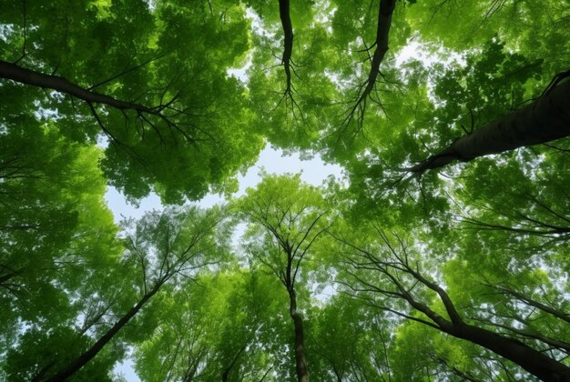 Photo looking up at the green tops of trees generative ai