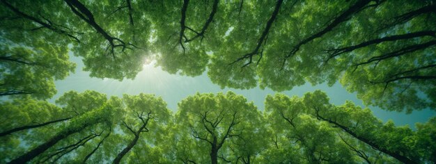 Looking up at the green tops of trees