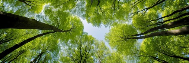 Photo looking up at the green tops of trees