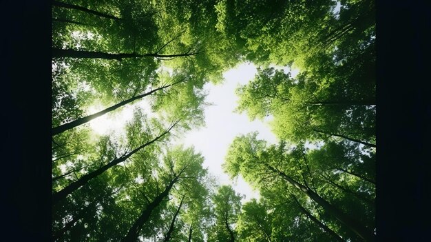 Photo looking up at the green tops of trees