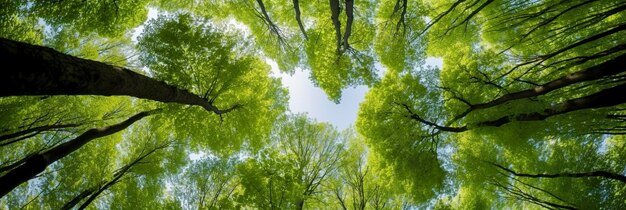 Looking up at the green tops of trees