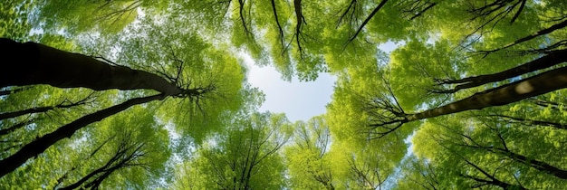 Photo looking up at the green tops of trees