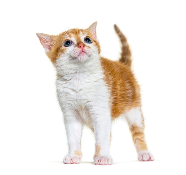 Looking up Kitten Mixedbreed cat ginger and white Isolated on white