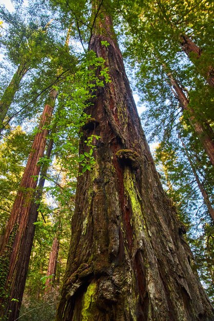 Photo looking up at old redwood tree in ancient forest