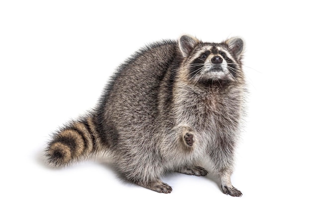 Looking up raccoon standing in front isolated on white