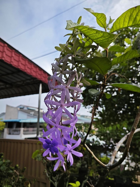 looking up at the sandpaper vine flower plant