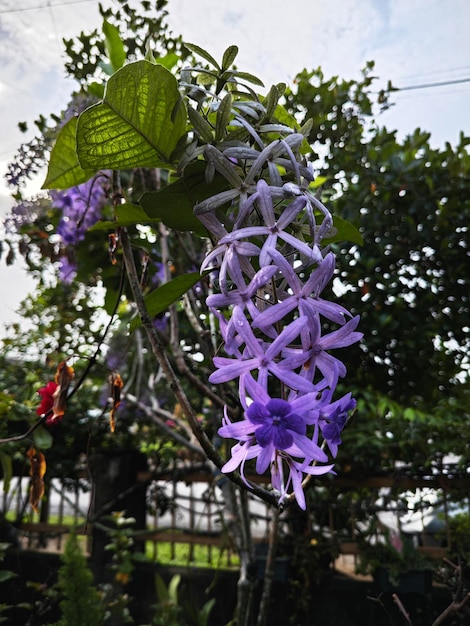 Photo looking up at the sandpaper vine flower plant