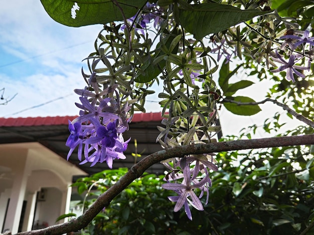 Photo looking up at the sandpaper vine flower plant