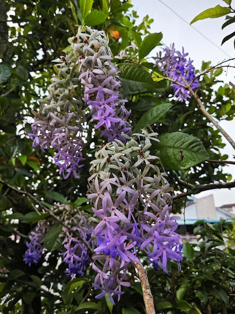 Photo looking up at the sandpaper vine flower plant