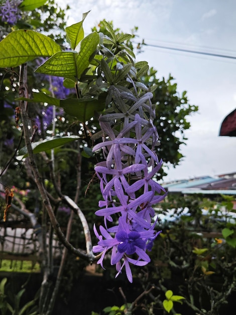 looking up at the sandpaper vine flower plant