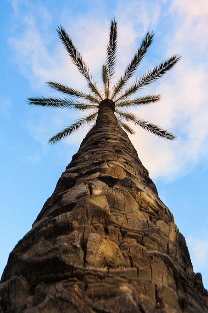 Looking up at silhouettes of palm tree against the blue sky during a tropical sunset