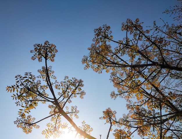 Looking up at the sky through the branches of a tree