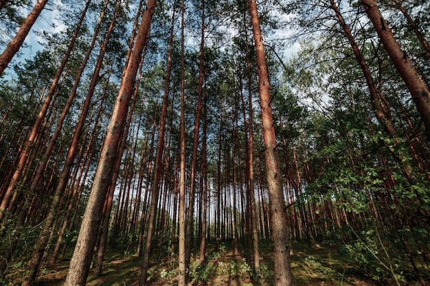 Looking Up In Spring Pine Forest Tree To Canopy