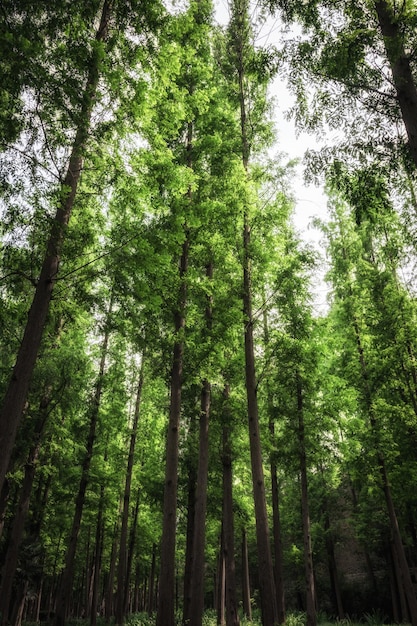 Looking up at tall trees