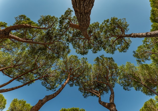 写真 松の木のてっぺんから空を見上げる