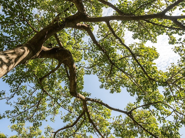 Looking up a tree green and yellow leaves