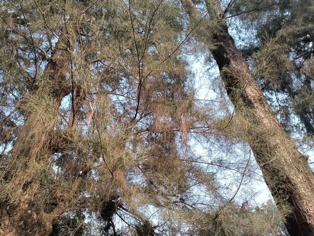 Looking Up View Of A Tree