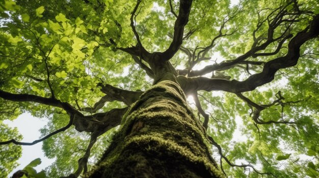 Looking up view of a tree