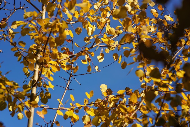 Looking up yellow coloured birch leaves in autumn, against clear blue sky