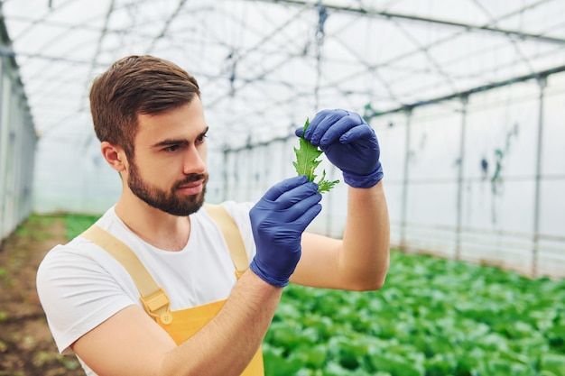 Looks at plant in hands Young greenhouse worker in yellow uniform have job inside of hothouse