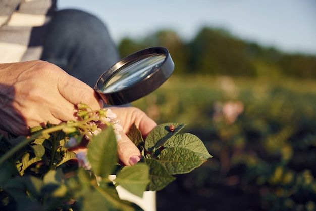 Looks at the plants under a magnifying glass Woman is on the agricultural field at daytime