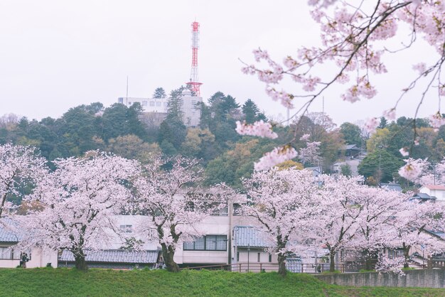 Foto priorità bassa incombente del fiore di ciliegia di sakura in primavera