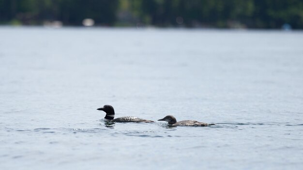 Photo loons swimming in a lake