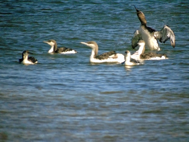 穏やかな波の上を泳ぐアビの渉禽類 鳥たちの自然環境