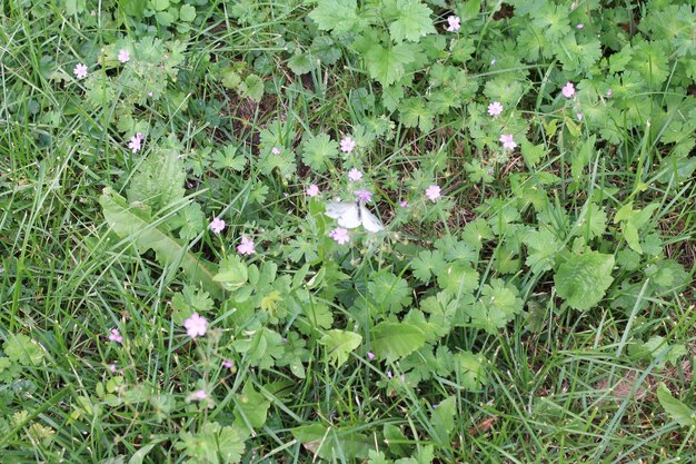 Loop delicate vlinder op witte slapende bloemen