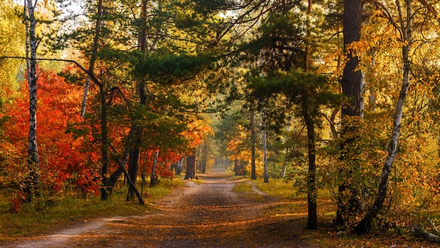 Loop in het bos. Vroege morgen. Zonnestralen. Herfst schoonheid