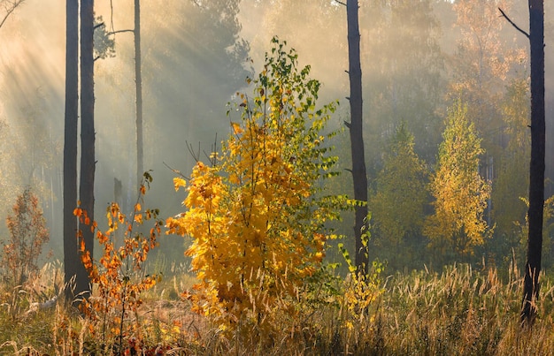 Loop in het bos. Vroege morgen. Zonnestralen. Herfst schoonheid