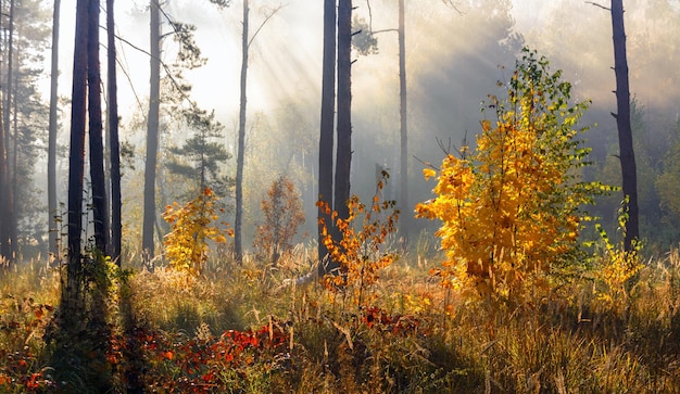 Loop in het bos. Vroege morgen. Zonnestralen. Herfst schoonheid