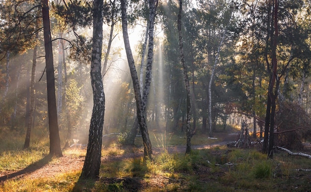 Loop in het bos. Zonnige ochtend. De lichten van een zon