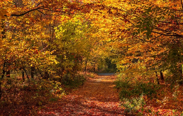 Loop in het herfstbos. Herfst kleuren. Herfst mist. Herfstkleuren